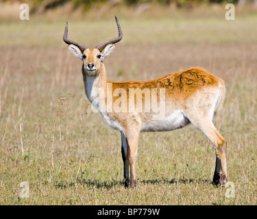 Eine männliche rote Lewche stehend in Botswana, Afrika Stockfoto