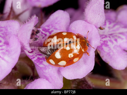 Eine 14-Punkt-Marienkäfer, Calvia 14-Guttata, auf Woundwort. Dorset. Stockfoto