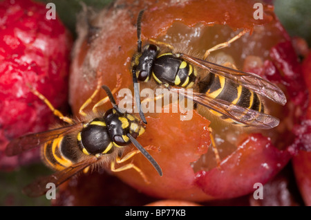 Gemeinsamen Wespen Vespula Vulgaris, Fütterung auf Fallobst, Frühherbst. Dorset. Stockfoto