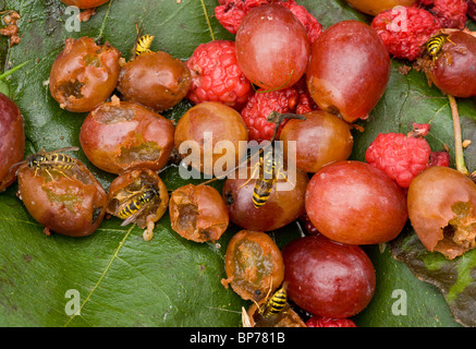 Gemeinsamen Wespen Vespula Vulgaris, Fütterung auf Fallobst, Frühherbst. Dorset. Stockfoto