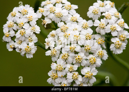 Schafgarbe, Achillea Millefolium Blumen in Nahaufnahme. Dorset. Stockfoto