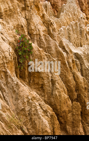 Erodierten Hügel in den Badlands in der Nähe von Torrey Pines State Reserve, Razor Point, San Diego, Kalifornien Stockfoto