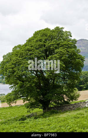 Traditionelle englische Eiche (Quercus Robur).  Seenplatte, UK Stockfoto