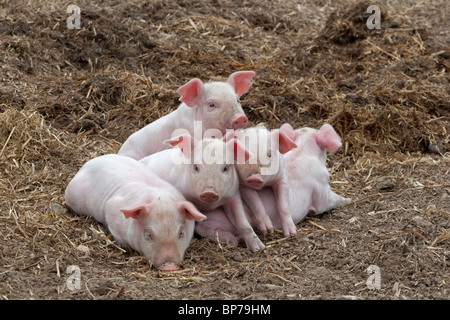 Ein Wurf großer weißer Hybridfferkel auf Buckinghamshire Small Holding Stockfoto