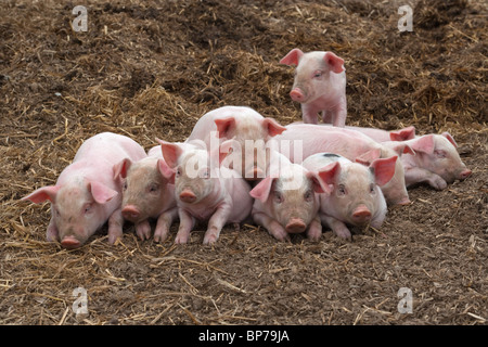 Ein Wurf großer weißer Hybridfferkel auf Buckinghamshire Small Holding Stockfoto