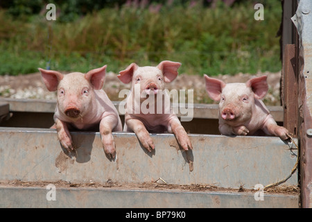 Ein Wurf großer weißer Hybridfferkel auf Buckinghamshire Small Holding Stockfoto