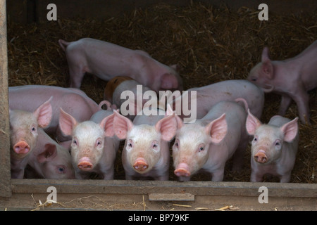 Ein Wurf großer weißer Hybridfferkel auf Buckinghamshire Small Holding Stockfoto