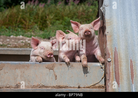 Ein Wurf großer weißer Hybridfferkel auf Buckinghamshire Small Holding Stockfoto