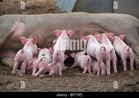 Ein Wurf großer weißer Hybridfferkel auf Buckinghamshire Small Holding Stockfoto