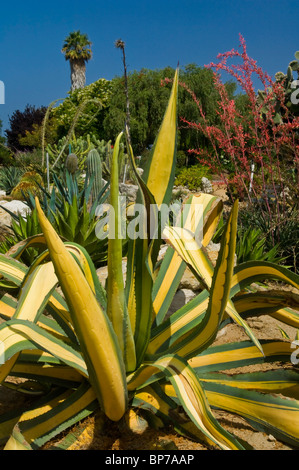 Agave im Sukkulenten Kakteen Garten am South Coast Botanical Garden, Halbinsel Palos Verdes, Kalifornien Stockfoto