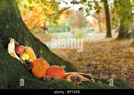 Stillleben mit Halloween Kürbisse, Kürbisse und Maiskolben auf ein Herbst Baum im park Stockfoto