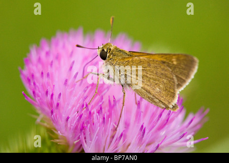 Snows Skipper Butterfly Fütterung auf Distel Blume - USA Stockfoto
