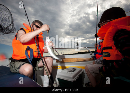 Fischer mit Fang, Zander (Sander Lucioperca). Stockfoto