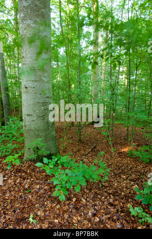 Europäische Buche Stockfoto