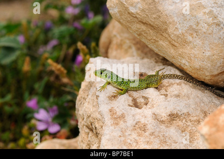 ocellated Eidechse, ocellated grüne Eidechse, blauäugige Eidechse, jeweled Eidechse (Lacerta Lepida), junge ocellated grüne Eidechse auf einem Felsen Stockfoto