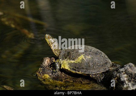 Europäische Sumpfschildkröte, Europäische Sumpfschildkröte, europäischer Teich Schildkröte (Emys Orbicularis), Sonnenbaden, Griechenland, Peloponnes, Messin Stockfoto
