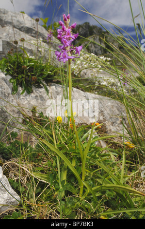 duftende Orchidee (Gymnadenia Conopsea), blühende Orchideen im Nationalpark Picos de Europa, Spanien, Asturien, Nationalpark Pico Stockfoto