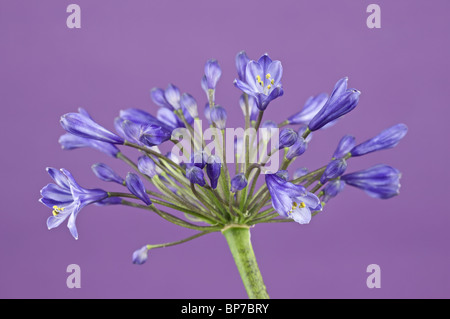 blaue Agapanthus Nähe beleuchtet auf lila Hintergrund Studio Bild Stockfoto