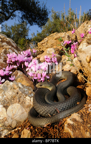 Montpellier Schlange (Malpolon Insignitus, Malpolon Monspessulanus Insignitus), liegen eingerollt vor griechischen Alpenveilchen (Cyclam Stockfoto