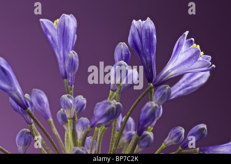 blaue Agapanthus Nähe beleuchtet auf lila Hintergrund schließen Studio Bild Stockfoto