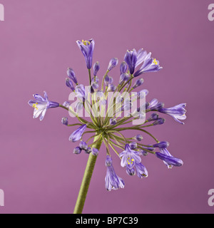 blaue Agapanthus Nähe beleuchtet auf lila Hintergrund Studio Bild Stockfoto