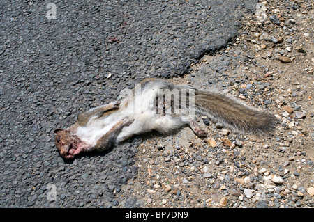 Road Kill, ein totes Tier, ein graues Eichhörnchen liegt tot auf einer Straße, die wahrscheinlich von einem vorbeifahrenden Autofahrer in ein Auto gelaufen Stockfoto