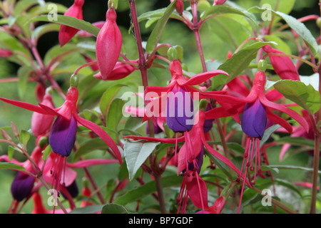 Fuchsie (Fuchsia SP.), Blüte. Stockfoto