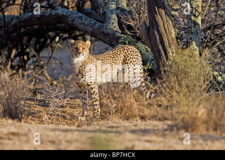 Baby Gepard im afrikanischen Busch, im guten frühen Morgenlicht direkt in die Kamera schaut Stockfoto