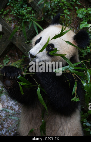 Tierische Riesenpanda gefährdet seltene China Bambus Stockfoto