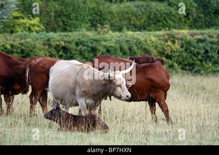 Lange gehörnte Kuh mit Kalb in Streatley, West Berkshire Stockfoto