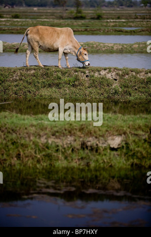 Kuh auf dem überschwemmten Land Bangladesch Stockfoto