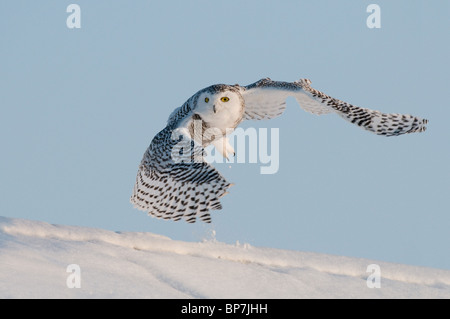 Schnee-Eule (Bubo Scandiacus, Nyctea Scandiaca) im Flug über Schnee. Stockfoto