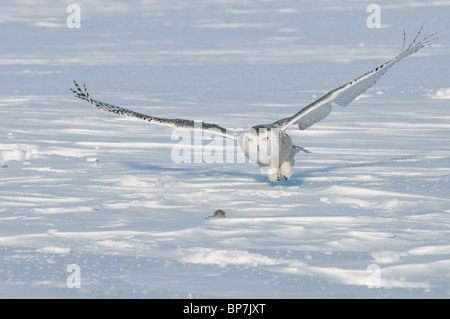 Schnee-Eule (Bubo Scandiacus, Nyctea Scandiaca) Erwachsenen etwa, eine Maus zu fangen. Stockfoto