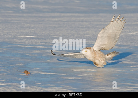 Schnee-Eule (Bubo Scandiacus, Nyctea Scandiaca) Erwachsenen etwa, eine Maus zu fangen. Stockfoto