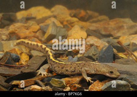 Pyrenäen-Berg Newt (Calotriton Asper, Euproctus Asper), in einem Bach, Katalonia, Pyrenäen, Spanien, Ordesa Nationalpark Stockfoto