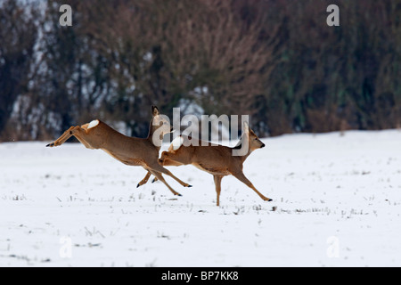 Reh (Capreolus Capreolus) springen und auf der Flucht im Feld im Winter im Schnee, Deutschland Stockfoto