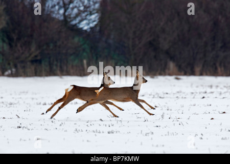 Reh (Capreolus Capreolus) springen und auf der Flucht im Feld im Winter im Schnee, Deutschland Stockfoto