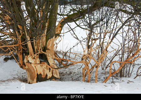 Obstbaum von Kaninchen (Oryctolagus Cuniculus) und andere Nagetiere beschädigt durch den Verzehr der Rinde im winter Stockfoto