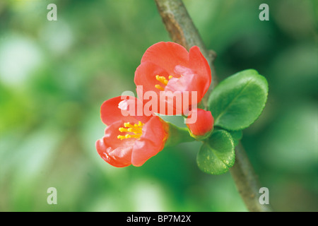 Japanische Quitte Stockfoto