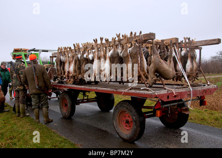 Tote Brown Feldhasen (Lepus Europaeus) während der Jagdgesellschaft bereit für den Transport von Wagen, Deutschland von Jägern getötet Stockfoto