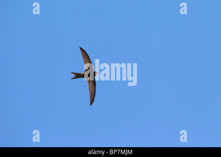 Mauersegler (Apus Apus) im Flug gegen blauen Himmel Stockfoto