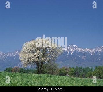 Mt Yatsugatake, Präfektur Nagano, Japan. Stockfoto