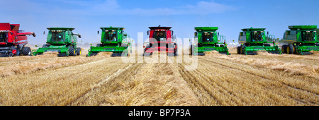 Die Welternte für Kids-Event mit 200 verbindet in der Nähe von Winkler, Manitoba, Kanada. Stockfoto