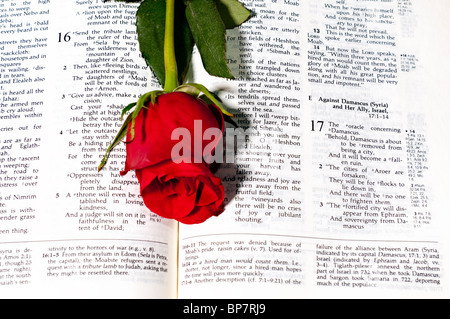 Ein Ryrie Study Bible und einer langen Stängel rote Rose auf weißem Grund. Stockfoto