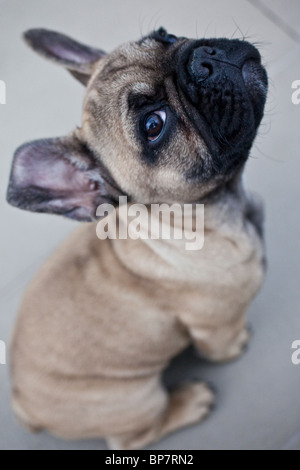 Französische Bulldogge Welpen Stockfoto