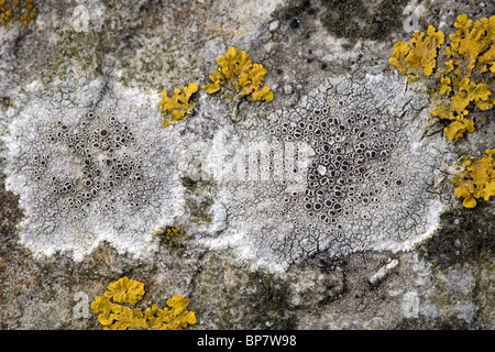 Nahaufnahme von Flechten Lecanora Chlarotera (grau) und Xanthoria Calcicola (gelb) auf Basaltstein, Holland Stockfoto