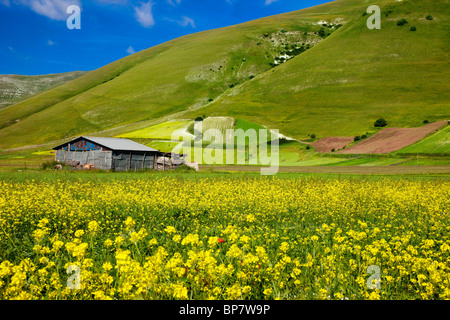 Bauernmarkt-Hütte, umgeben von Blumenwiesen im Piano Grande in der Nähe von Castelluccio, Umbrien Italien Stockfoto