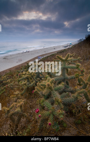 Küstennebel Clouds und Cactus bei Sonnenuntergang über den Deich Weg neben San Diego Carlsbad State Beach, Carlsbad, Kalifornien Stockfoto