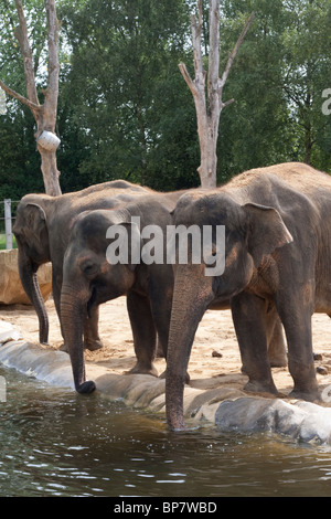 Elefanten in einem Zoo-Gehäuse in Twycross Zoo, England UK Stockfoto