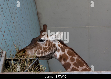 Eine Giraffe in einem Zoo-Gehäuse in Twycross Zoo, England UK Stockfoto